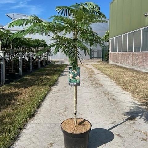 Albizia julibrissin Ombrella 175-200, C15, STAM