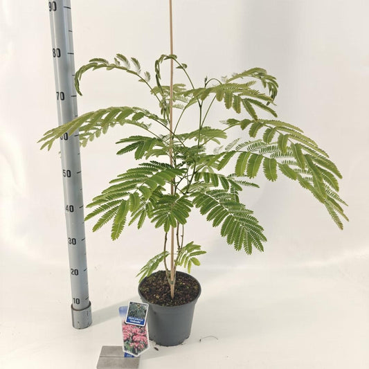 Albizia julibrissin Ombrella 70-80, C3, STOK