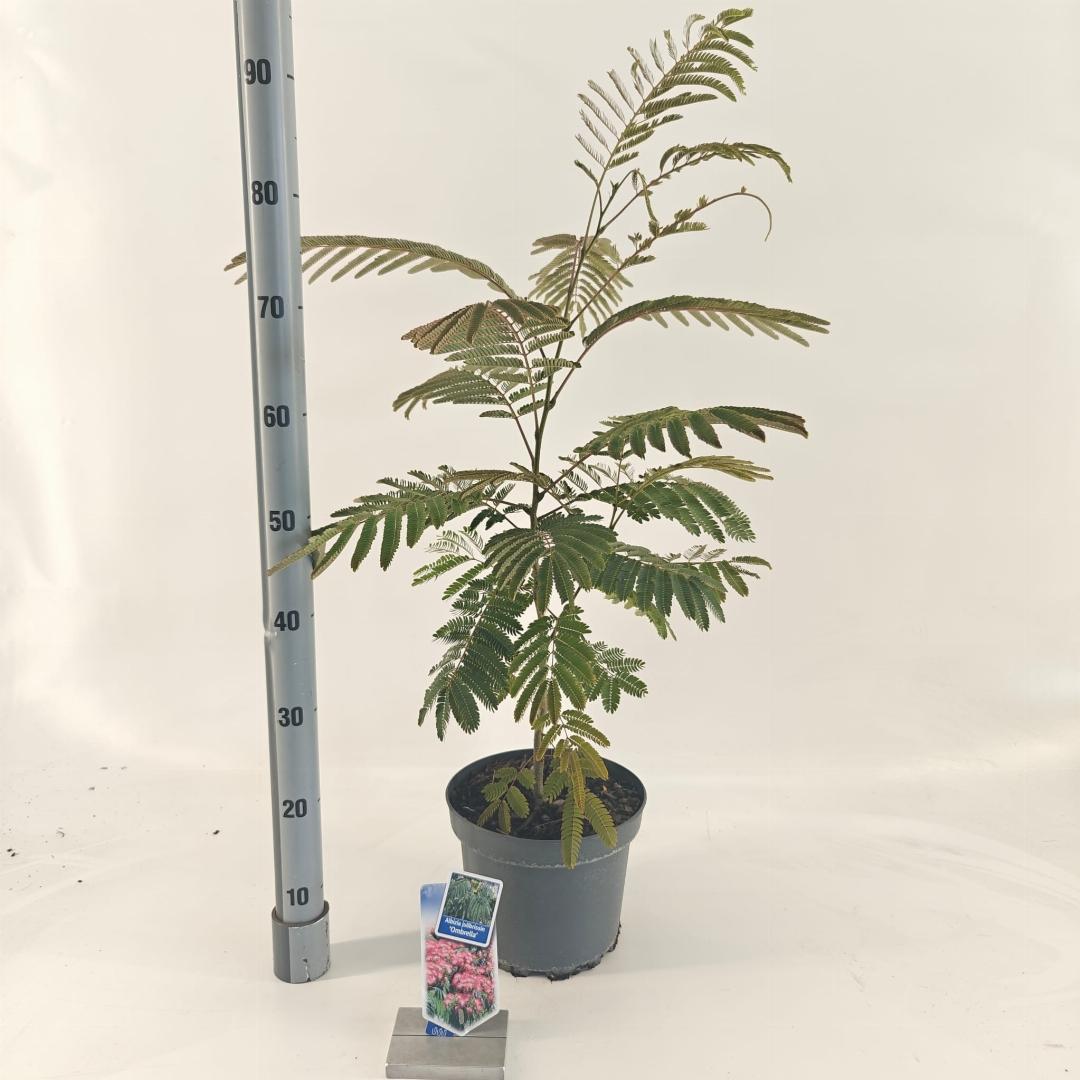 Albizia julibrissin Ombrella 50-60, C5, STOK
