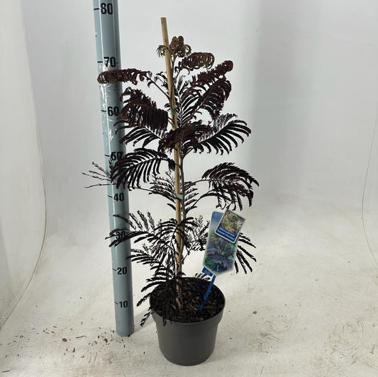 Albizia julibrissin Summer Chocolate 70-80, C3, STOK