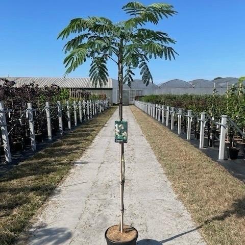 Albizia julibrissin Tropical Dream 175-225, C12, 150STAM