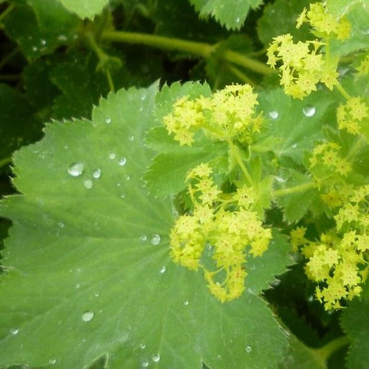 Alchemilla mollis in pot