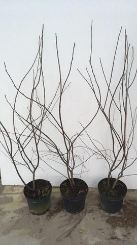 Amelanchier lamarckii 100-125, C7.5