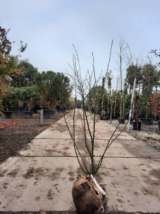 Amelanchier lamarckii 125-150, KL, JUTE