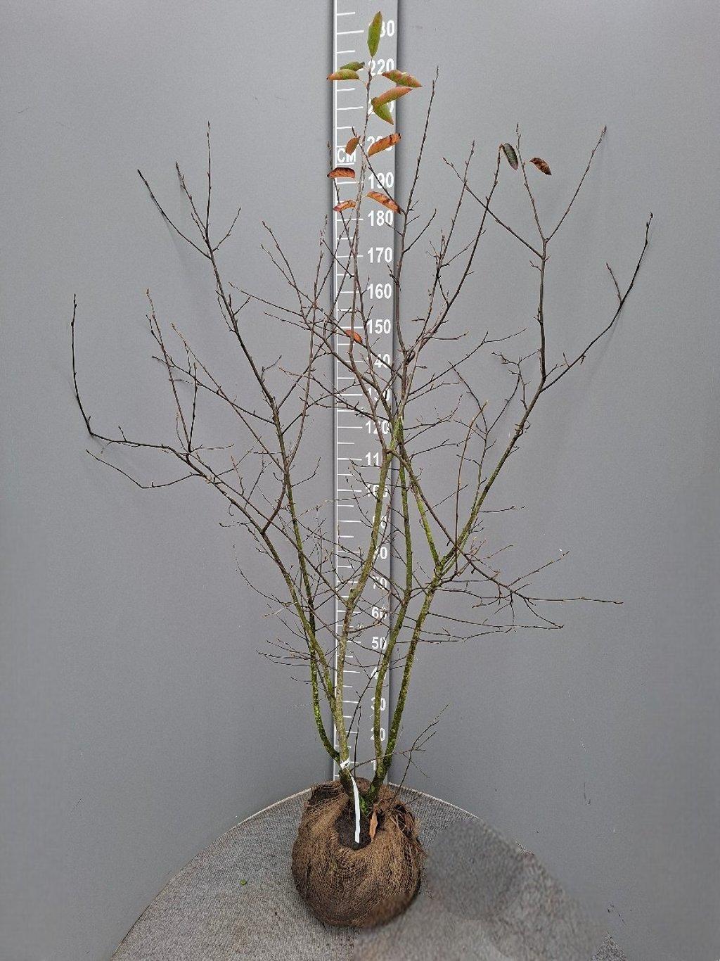 Amelanchier lamarckii 150-175, KL, JUTE