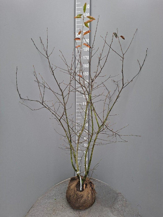Amelanchier lamarckii 150-175, KL, JUTE