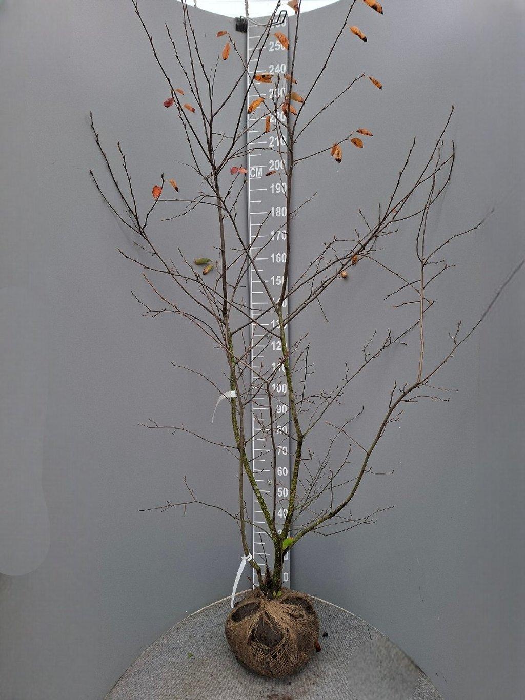 Amelanchier lamarckii 175-200 cm kluit
