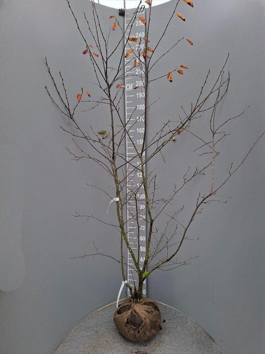 Amelanchier lamarckii 175-200 cm kluit