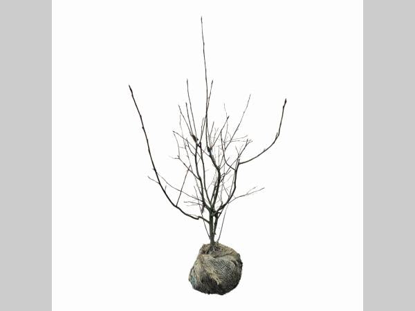 Amelanchier lamarckii 100-125, KL, JUTE