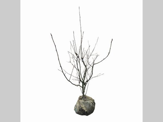 Amelanchier lamarckii 100-125, KL, JUTE