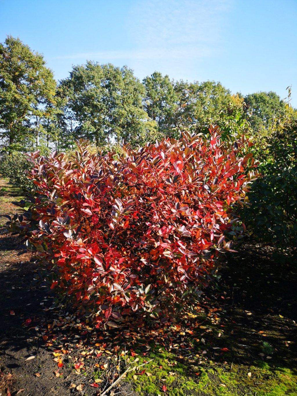 Aronia melanocarpa 100-125 cm kluit