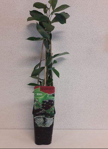 Aronia melanocarpa 'Hugin' 60cm, c1,7