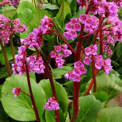 Bergenia cordifolia 