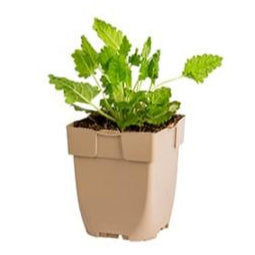 Betonica officinalis - Bergsteentijm P11