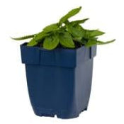 Betonica officinalis Hummelo - Bergsteentijm P11