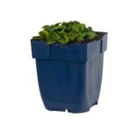 Betonica officinalis Ukkie - Bergsteentijm P11