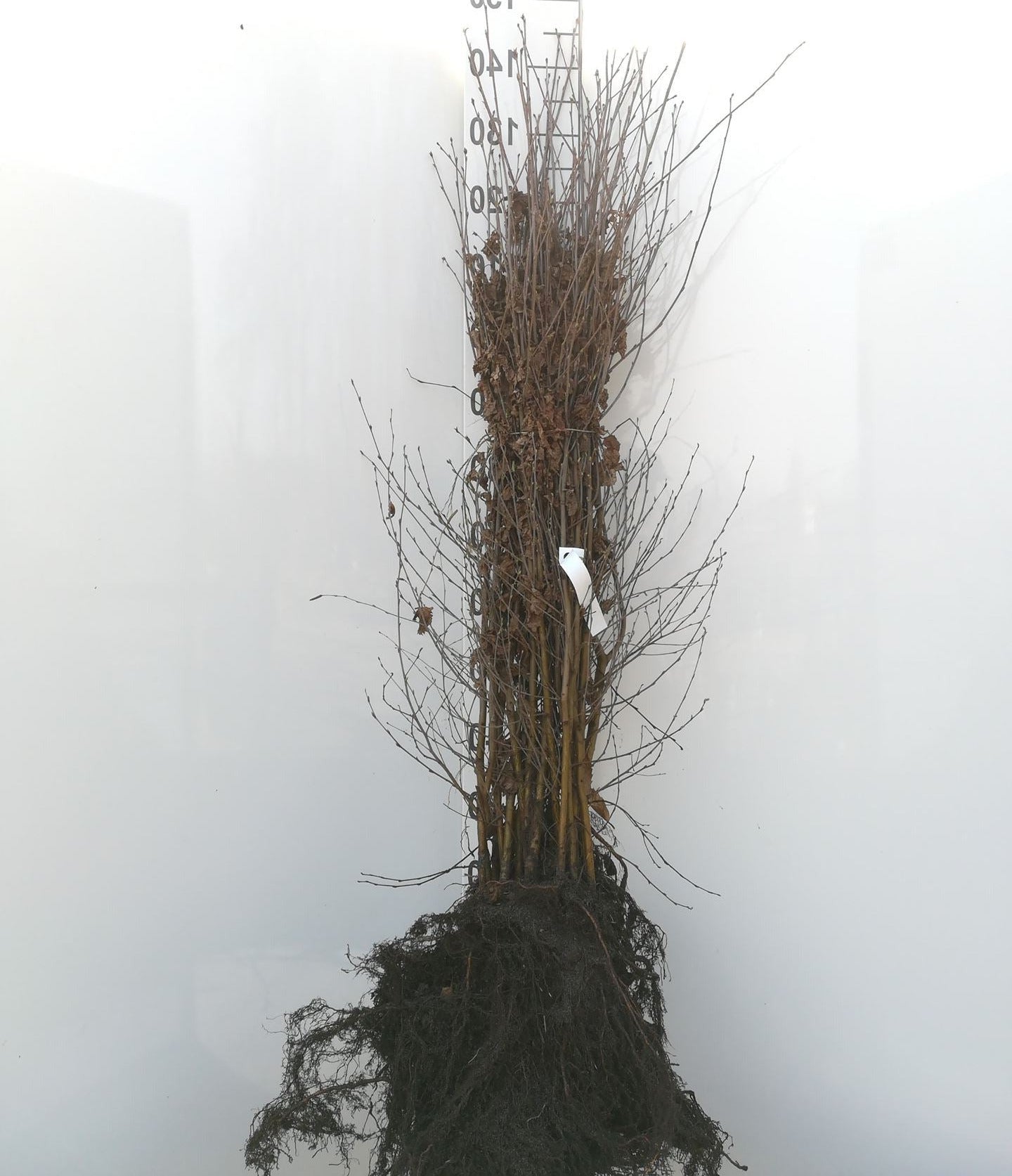 Betula pendula - Ruwe Berkenhaag blote wortel