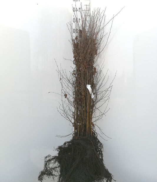 Betula pendula - Ruwe Berkenhaag blote wortel