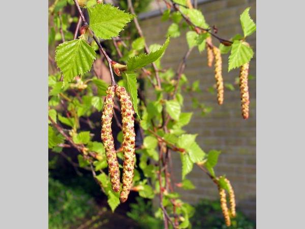 Betula pendula - Ruwe Berkenhaag blote wortel