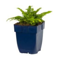 Blechnum spicant - Dubbelloof Varen P11