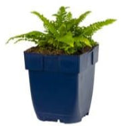 Blechnum spicant - haagvaren P11
