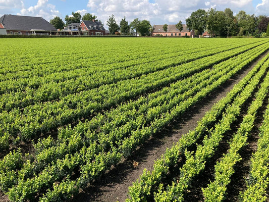 Buxushaag sempervirens blote wortel -Buxushaag