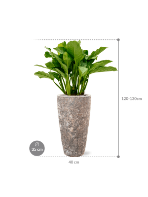 HUUR: Aglaonema 'Freedman' in Baq Lava Pot