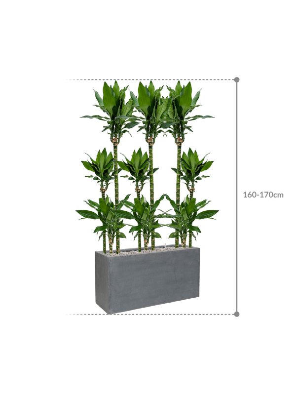 HUUR: Dracaena fragrans ‘Burundii’ – Kanarische draakboom in Fiberstone
