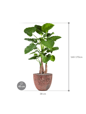 HUUR: Alocasia calidora - Olifantsoor in Baq Lava in pot