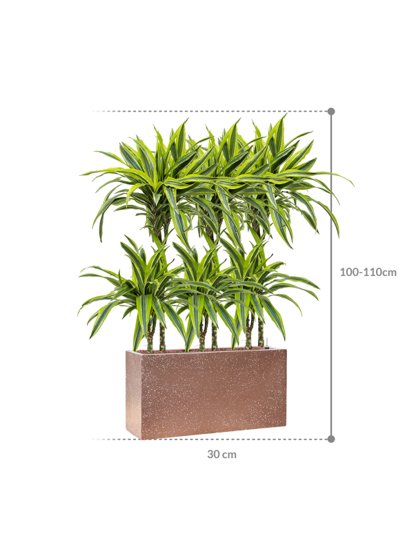 HUUR: Dracaena fragrans 'Lemon Lime' in Baq Terrazzo