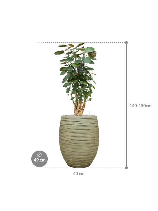 HUUR: Aralia (Polyscias) 'Fabian' - Vingerboom in Baq Tornado