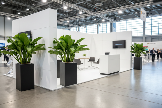 HUUR: Aglaonema 'Freedman' in Baq Basic