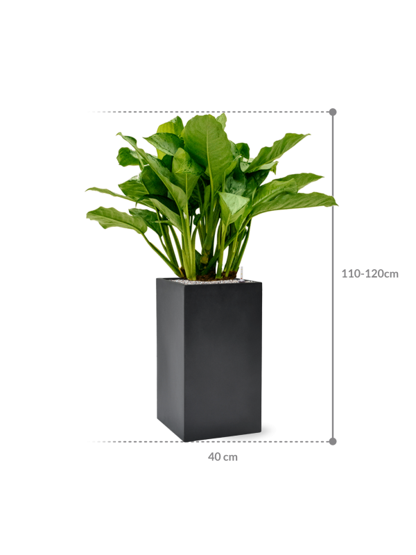 HUUR: Aglaonema 'Freedman' in Baq Basic