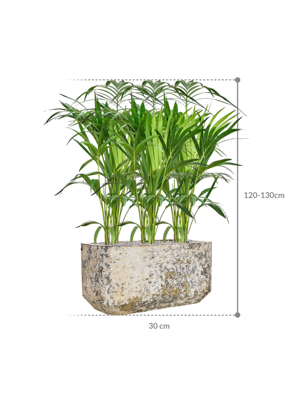HUUR: Kentia (Howea) forsteriana – Kentia palm in Baq Atlas pot