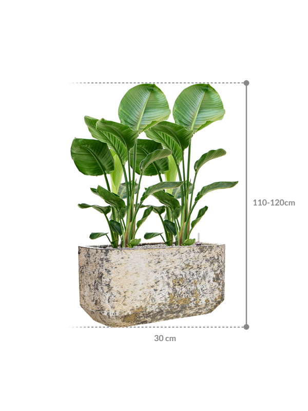 HUUR: Strelitzia nicolai - Paradijsvogelbloem in Baq Atlas Pot