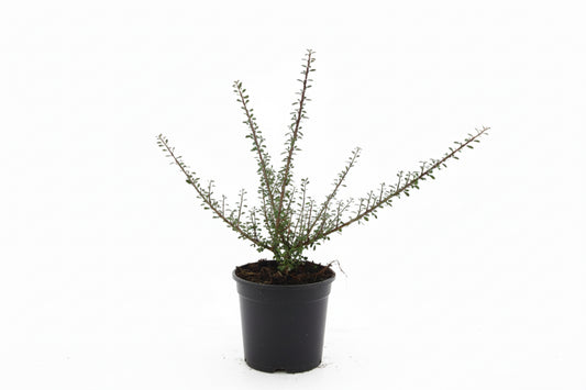 Cotoneaster Microphyllus C1,5