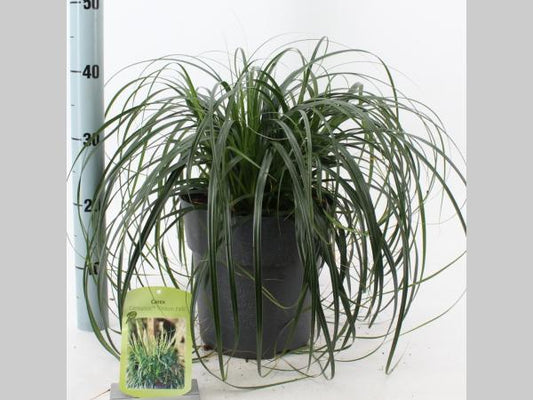 Carex Ribbon Falls - 30-40cm, C6,5