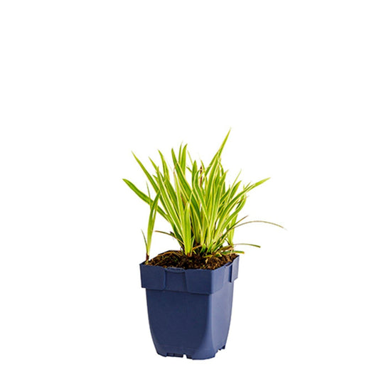Carex morrowii - Goldband p11
