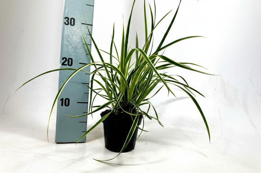Carex morrowii Goldband - 20-25, C2