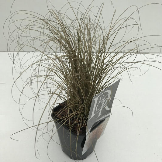 Carex comans 'Bronze Form' -  Bronskleurig Zeggegras C2