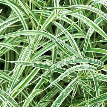 Carex morrowii 'Variegata' (siergras) - Tuinplantenloods