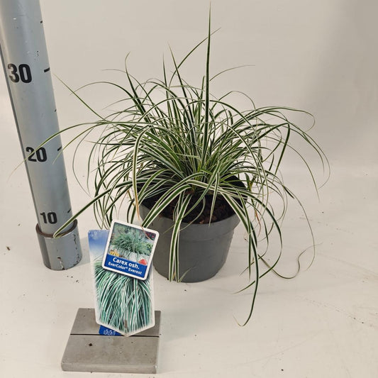 Carex oshimensis Everest - 20-25, C2