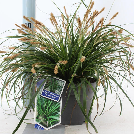 Carex oshimensis Evergreen - 20-25, C2