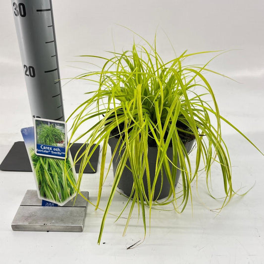 Carex oshimensis Everillo - 20-25, C2