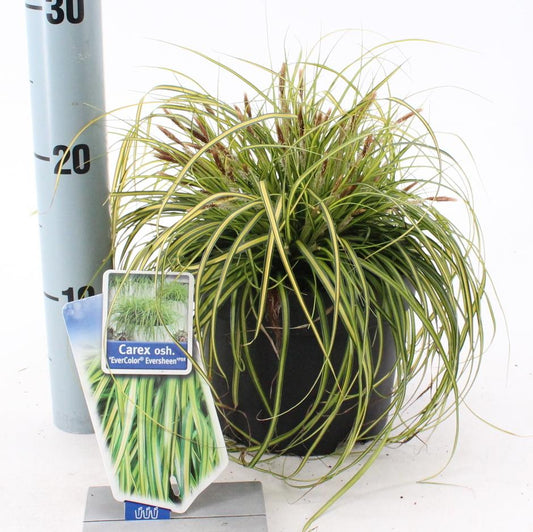 Carex oshimensis Eversheen - 20-25, C2
