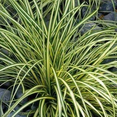 Carex oshimensis 'Evergold' (siergras) - Tuinplantenloods