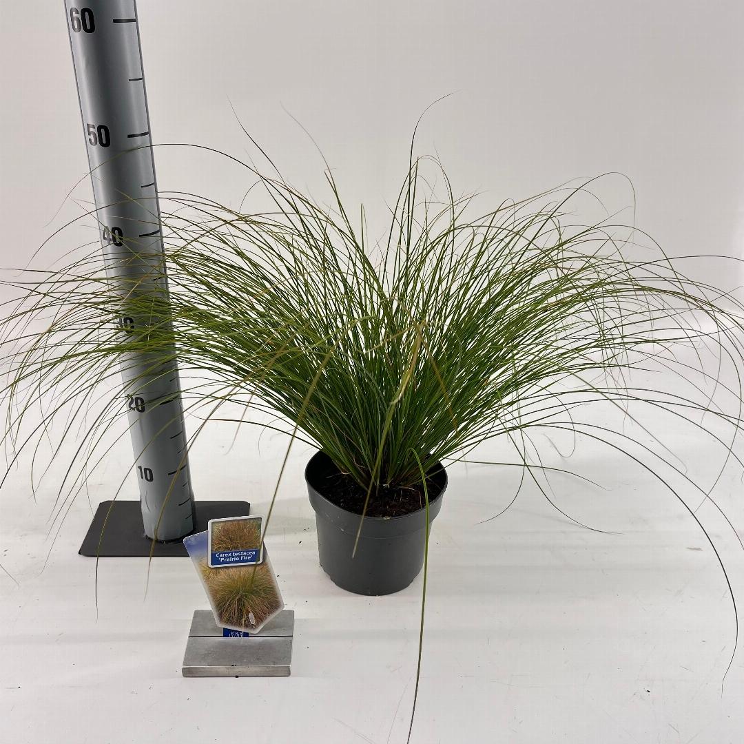 Carex testacea Prairie Fire - 20-25, C2