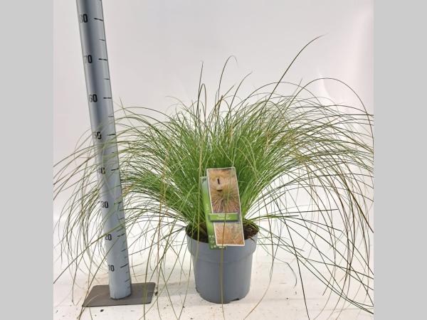 Carex testacea Prairie Fire - 30-40, C6.5