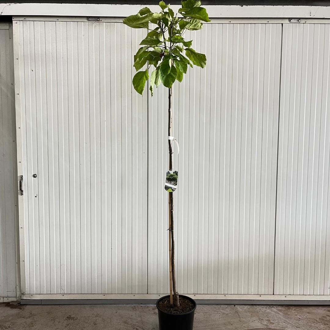 Catalpa bignonioides Aurea 180ST, C15, STAM
