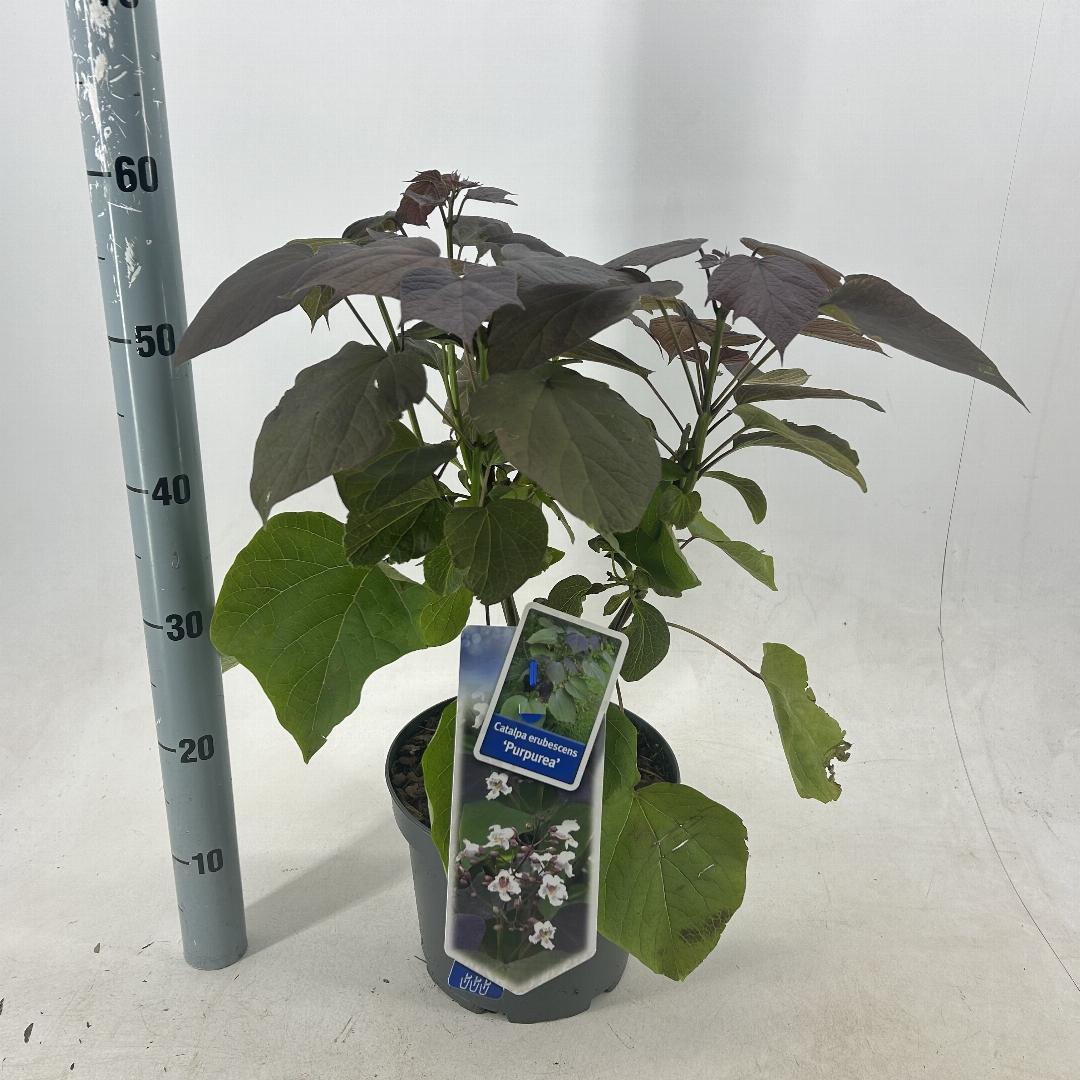 Catalpa erubescens Purpurea 40-50, C5, STR